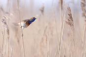 blauwborstje (Luscinia svecica) 3-2021 6740